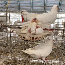 高產肉鴿品種 肉鴿白羽王好養嗎  一年利潤是多少