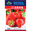 Cream fruit strawberry four seasons for growing plants indoor