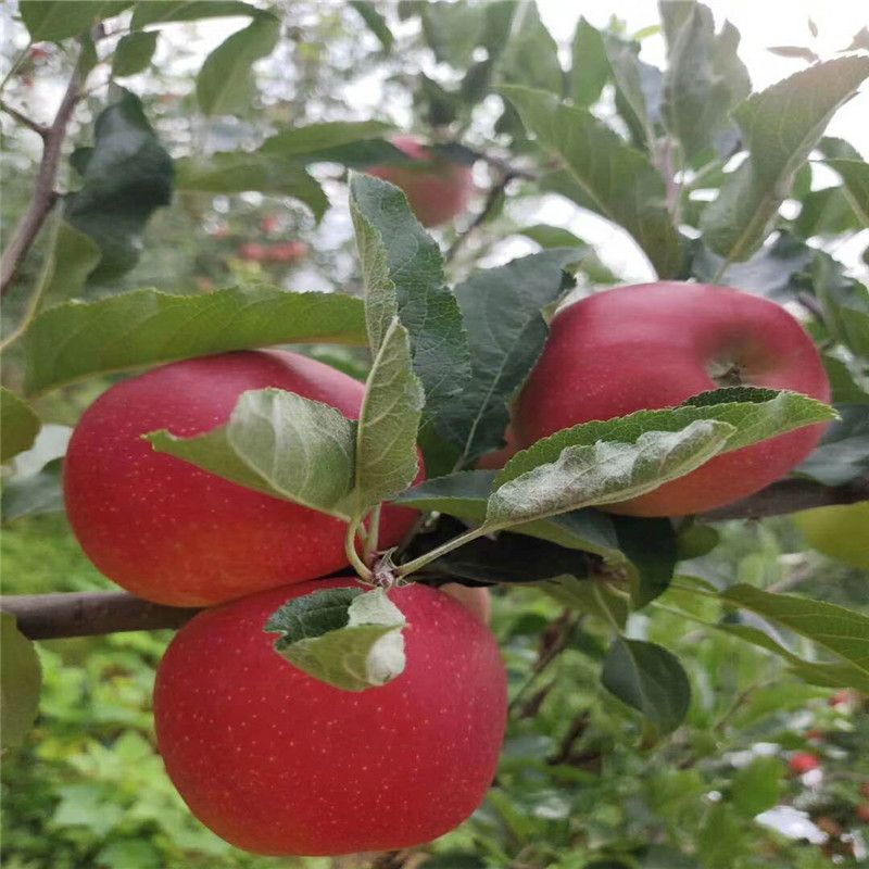 微信图片_202008121052352