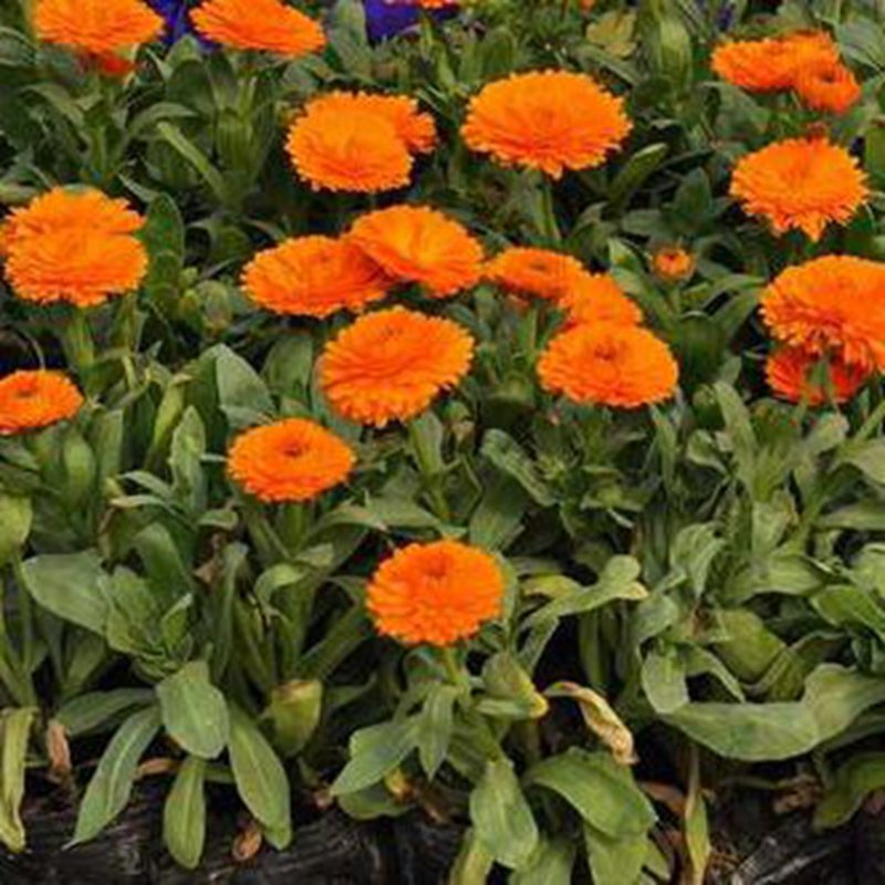 u=2921814339,1298892086&fm