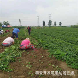 妙香草莓苗基地 云南大棚草莓苗 大棚草莓苗品种隋珠草莓苗