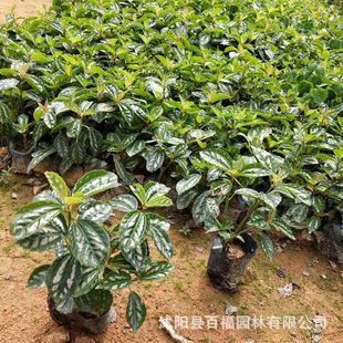 Flower Leaves Cold Water Flower Perennial Herbaceous Plants Foliage Plants Base Wholesale Origin of the Preferential Price