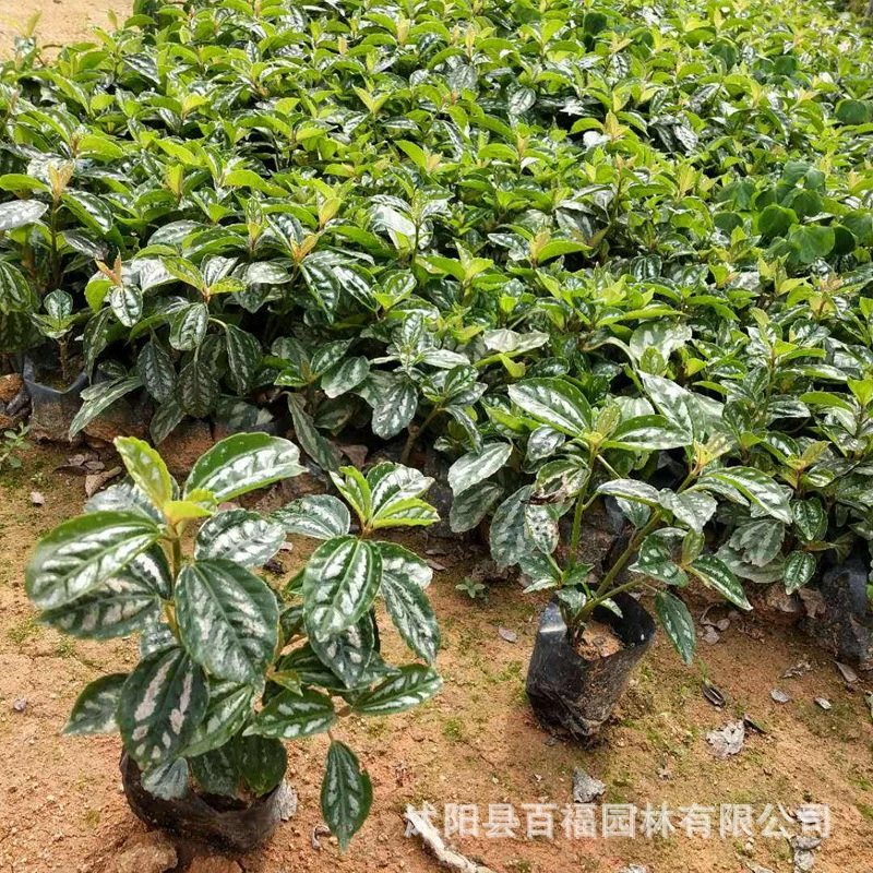 Цветок и лист холодной воды цветок Многолетние травы Листва растений база оптового происхождения льготная цена