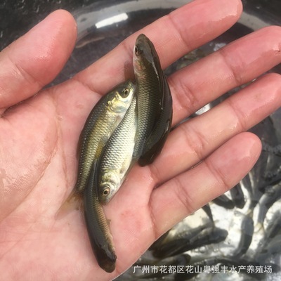 大量草鱼苗批发 5-9cm草鱼苗出售 优质鲩鱼苗活体供应|ms