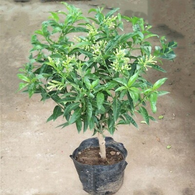 Tuberose Sapling Murraya Tuberose Potted plant flowers and plants Botany indoor Mosquito repellent Flower seedlings Strong fragrance Four seasons Bloom