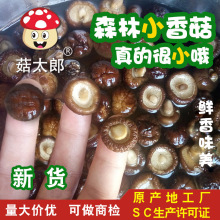 菇太郎小香菇西峡香菇干货袖珍菇SC认证可出口农家特产金钱菇批发