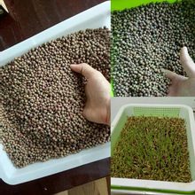 麻豌豆新種 1號麻豌豆 超小粒中粒大粒豌豆 批發