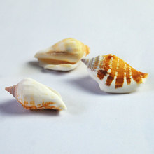 貝殼真海螺 黃水晶 鳳凰螺3-4厘米家居地台裝飾魚缸水族擺件貝殼
