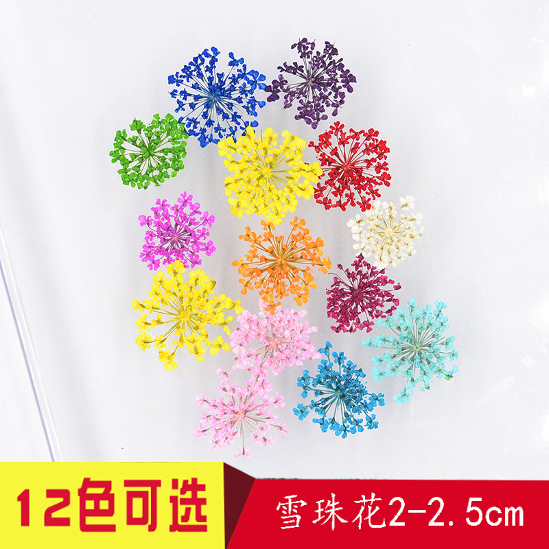 DIY手机壳蕾丝花押花 压花饰品配件干花滴胶美甲配件 雪珠花1-2cm