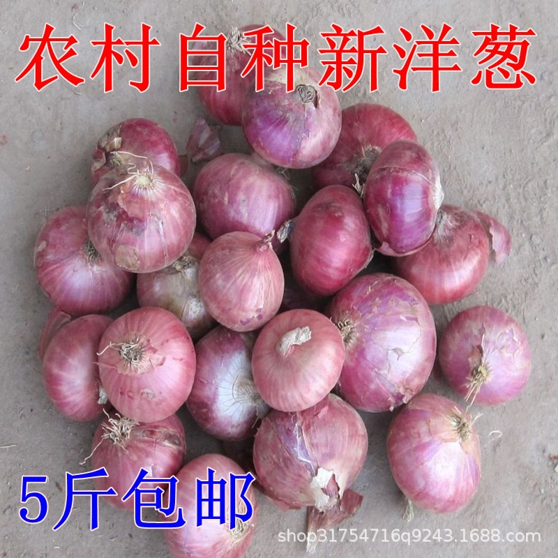 【助农】紫皮洋葱5斤包邮新鲜洋葱应季农家自种蔬菜圆红皮洋葱头