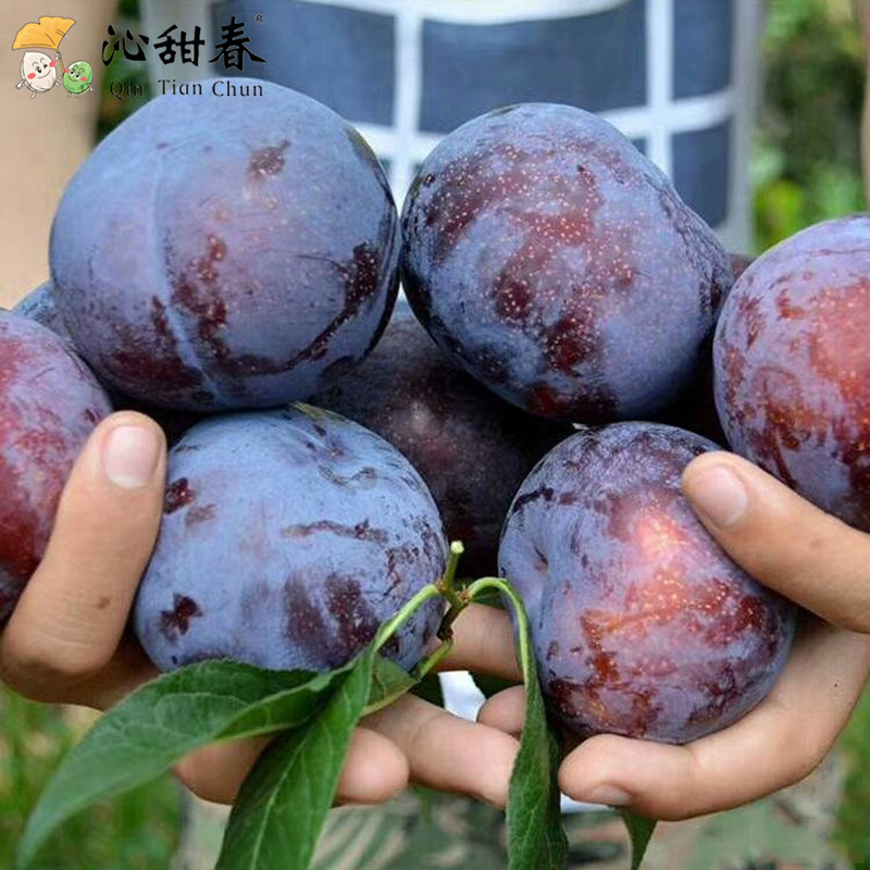 陕西黑布林李子水果新鲜当季整箱5斤装应季黄肉黑布李恐龙蛋包邮|ru
