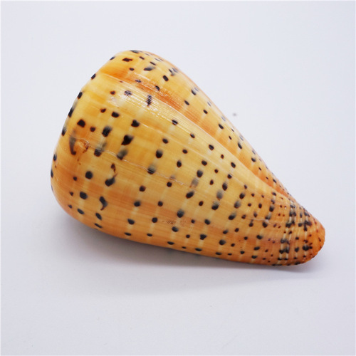 Factory sales seashell conch yellow corn snail living room bedroom home decoration craft work fish tank pot plant landscape