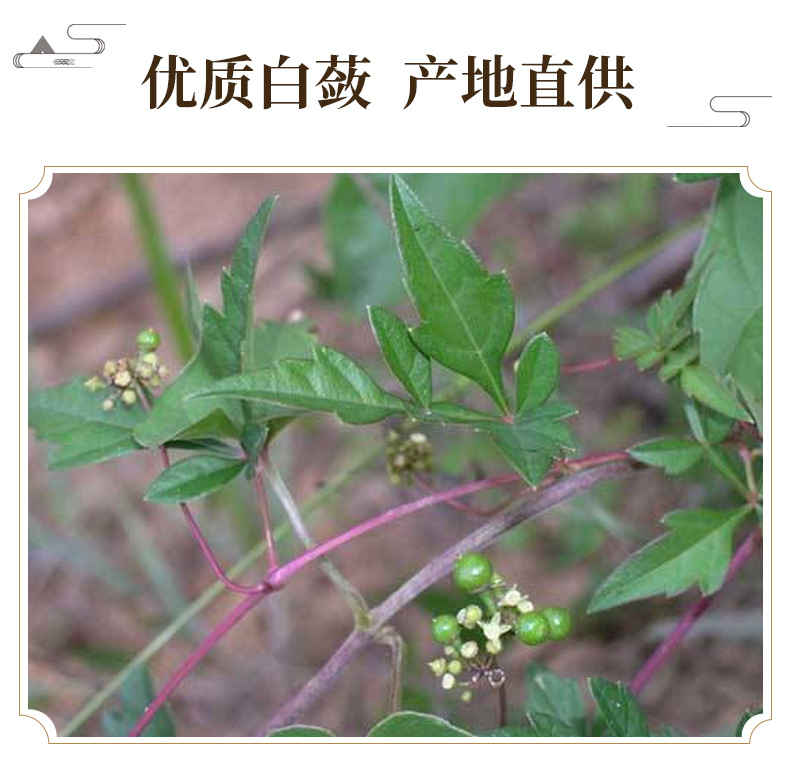 Bai Lian Dried White Ampelopsis Root 500g Traditional Chinese Herb for External Herbal Use key features