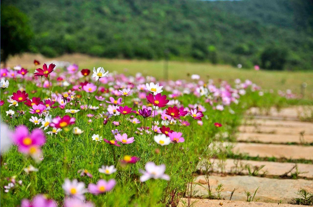 花海专用波斯菊混色