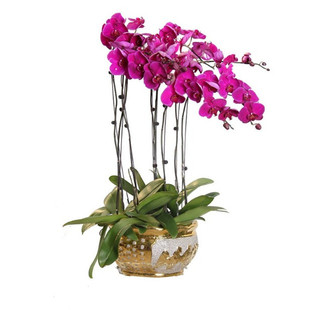 Phalaenopsis, крытый и внешний настольный столик, зеленые растения, Bonsai Bonsai Bonsai Bonds of Bonds в четырех сезонах цветут