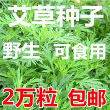 香艾草种子四季种 食用艾蒿种子香草艾草籽蕲艾艾绒种子