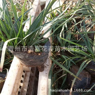 多芽麦冬草 耐寒耐旱 矮麦冬 细叶麦冬 基地批发 量大从优