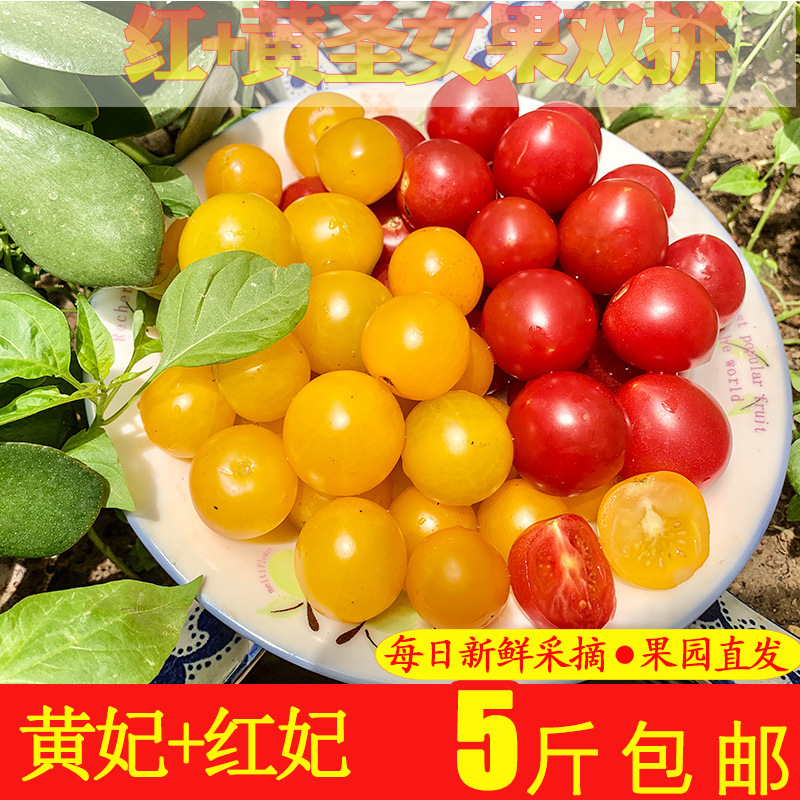 colour tomato Red, yellow, fresh Cherry tomatoes Double color Small tomatoes Cherry tomato Salad Ingredients 5