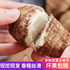 一件代发山东农家毛芋头五斤新鲜蔬菜产地直发牛奶芋头鲜芋小芋头