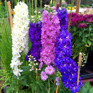 エレガント千鳥 花 最高の花の画像