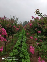紫薇樹 百日紅3-13公分 河南基地直銷 量大從優