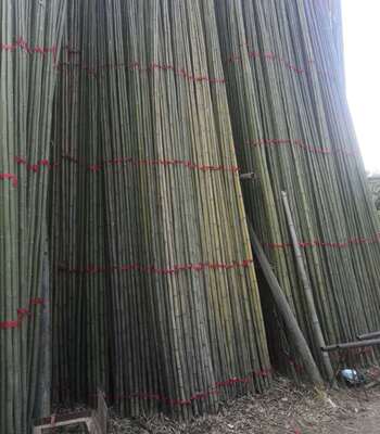 促销农用搭棚专用竹竿房屋室内外装修大量批发菜架竹毛竹梢毛竹