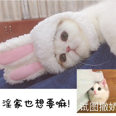 猫咪头套可爱兔子变装帽猫头饰表演道具搞笑 宠物帽子兔耳朵