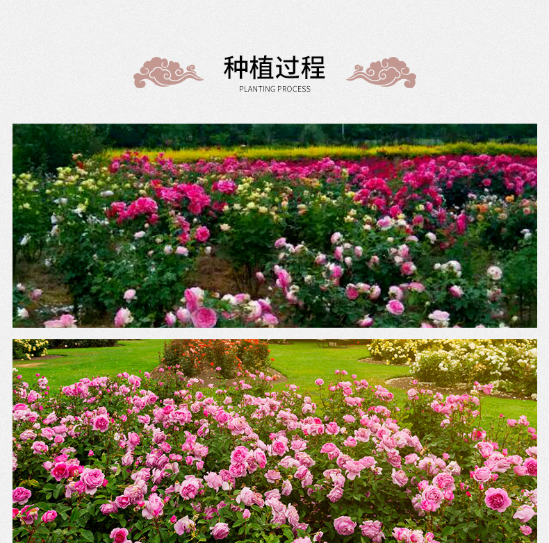 French Rose Bud Tea Mei Gui Hua 玫瑰花 Loose Dried Pink Rose Buds for Herbal Tea 500g preparation