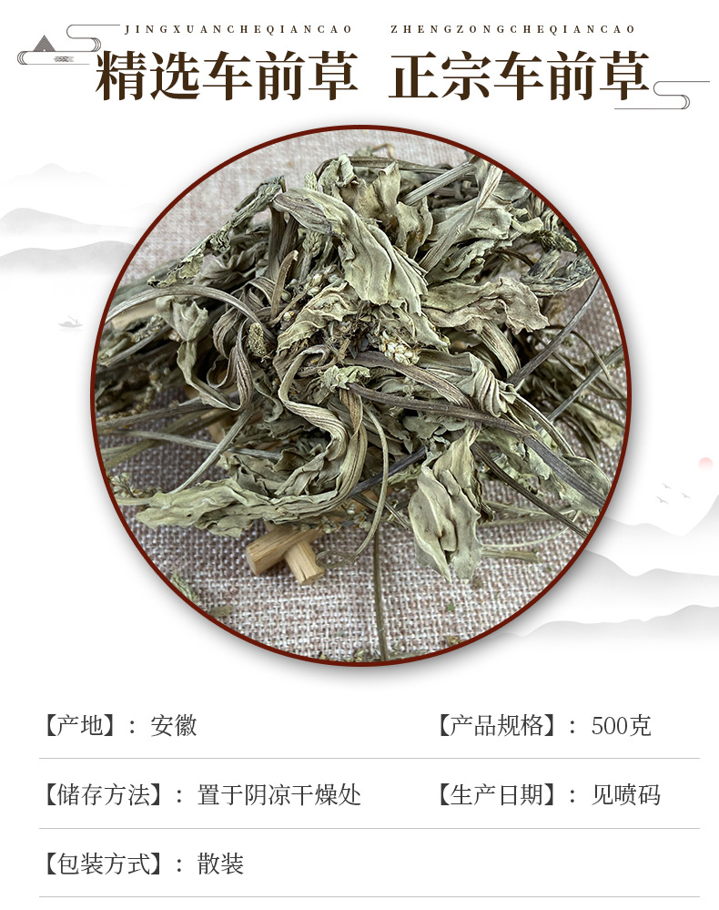 Dried Plantain Herb Che Qian Cao Whole Plant Loose Herbal Tea 500g overview