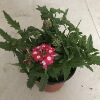 Wholesale various flowers potted courtyards office desktop viewing flowers green plantation orchid chrysanthemum hydrangea lavender plants