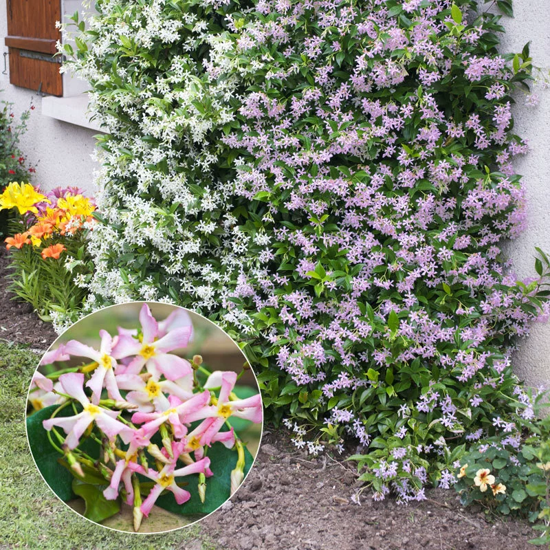 Ветряная мельница Жасмин Восхождение Виноградное растение Двор Балкон Крыша Каменная лоза в горшке Большая рассада Розовая лоза Серебряный цветок жасмина