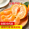 不打烊顺丰 永春芦柑 5斤水果桔子新鲜采摘蜜橘子丑柑橘 一件代发