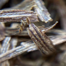 ��骳��㹴�z������������ϽzѬ�����܇�d��޹���ϝM��������ζ