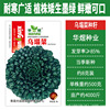 Huayu Wujian vegetable seed manufacturer wholesale vegetable garden cold -resistant and wintering black heart black cabbage seed seeds are easy to plant vegetables 孑