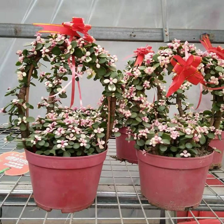 Золотые ветви и листья нефрита горшечные растения Комнатные цветы просмотр цветов Растения зеленые растения Four Seasons цветущие элегантные танцевальные растения бонсай