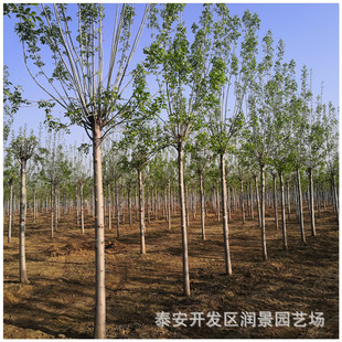 ��Ϟ����Nֲ����  �е���Ʒ�N �޽�������Ϟ��r�� �a��