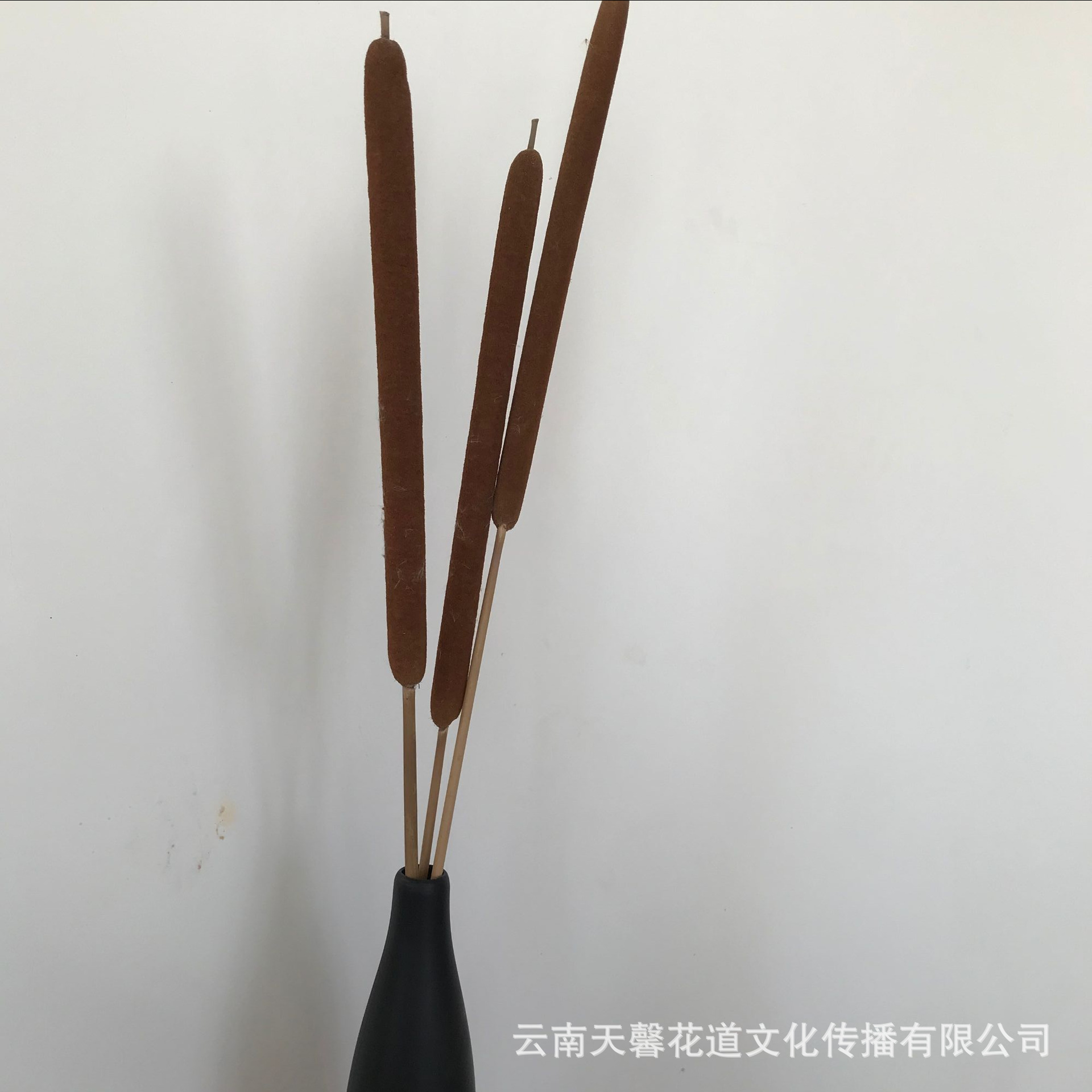 蒲葦棒 珍珠棒 適合與香薰原料搭配  蒲棒幹花批發