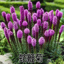 ߱޾շN ͥԺֲﻨN ջN ջѻ