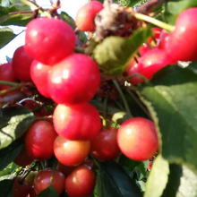 正宗南方甜櫻桃樹苗價格 大量批發 盆栽果樹苗 吉塞拉矮化櫻桃苗