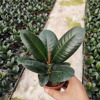 [Direct supply of the base] Rubber tree flower and plant potted home flower plant pot plants 100#绿 刚