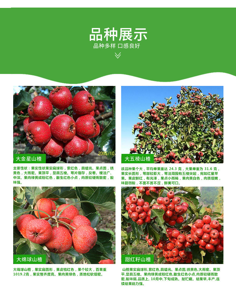 山楂品種