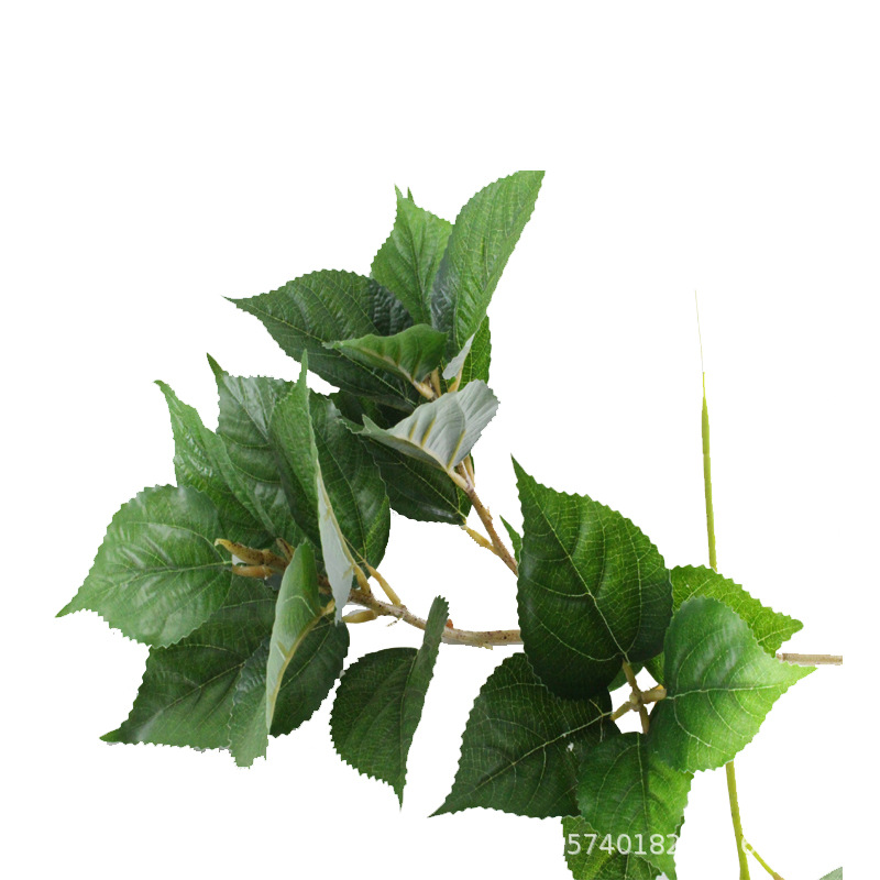 XRB-236 竺麻叶3叉枝0.55米21叶1.jpg