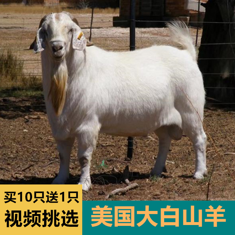 美國白山羊種羊活苗白山羊小羊羔活體純種美國白山羊懷孕母羊公羊