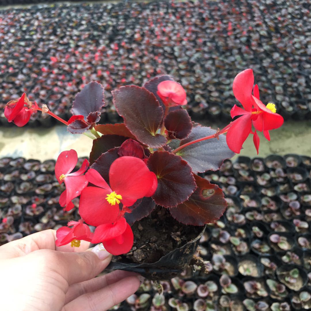 Open -heavenly planting four seasons Begonia small black leather…