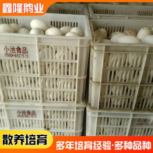 Shandong Goose Base Supply Gee Яйца начните объемные гусиные гусиные яйца Sanhua.