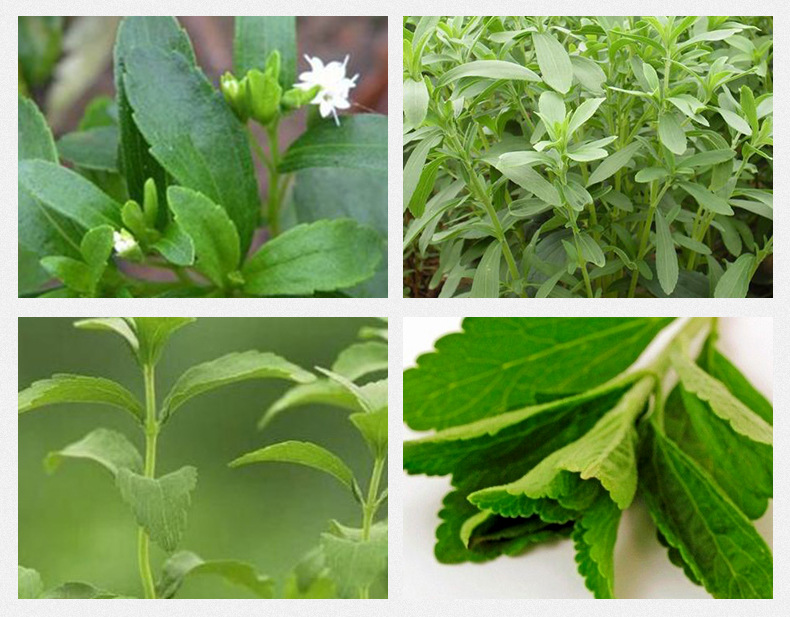 Stevia Leaf Tea Tian Ye Ju Loose Herbal Tea 500g Sugar Free Sweetening Herb preparation