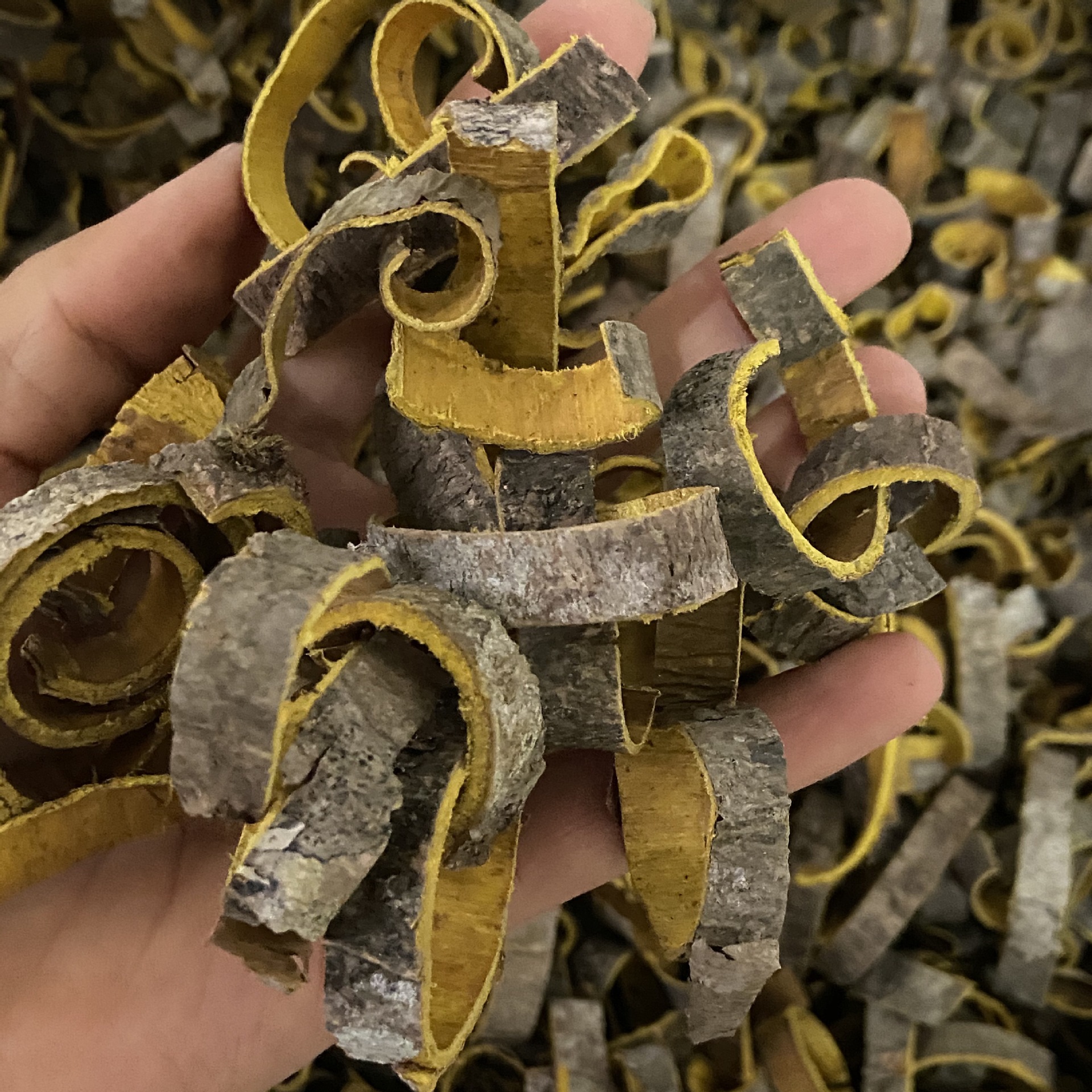 Huang Bai Dried Phellodendron Bark 500g Sichuan Origin TCM Herbal Decoction Pieces specifications
