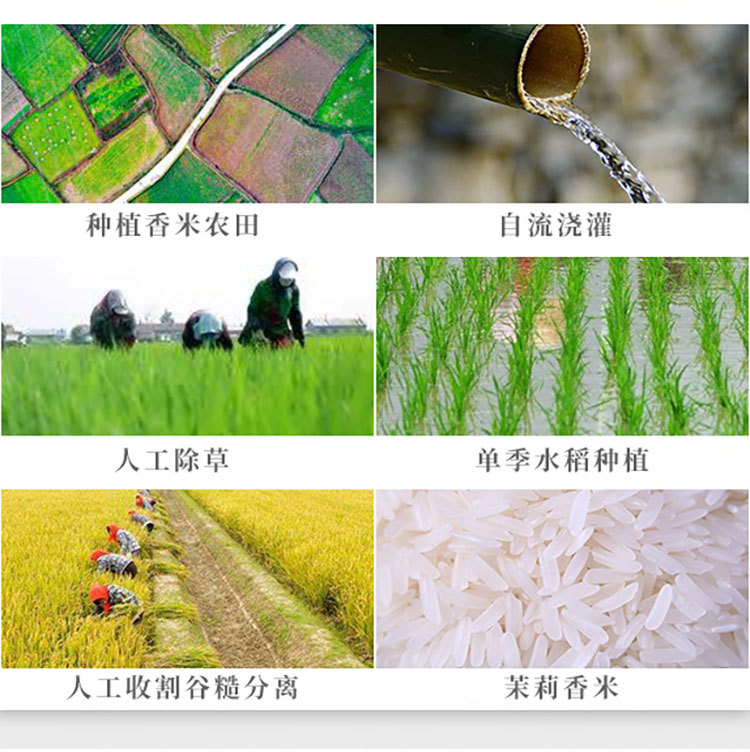 茉莉香米详情页_09