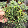 The base batch mimosa small potted Guangzhou flower market indoor and outdoor fun ornamental leaves