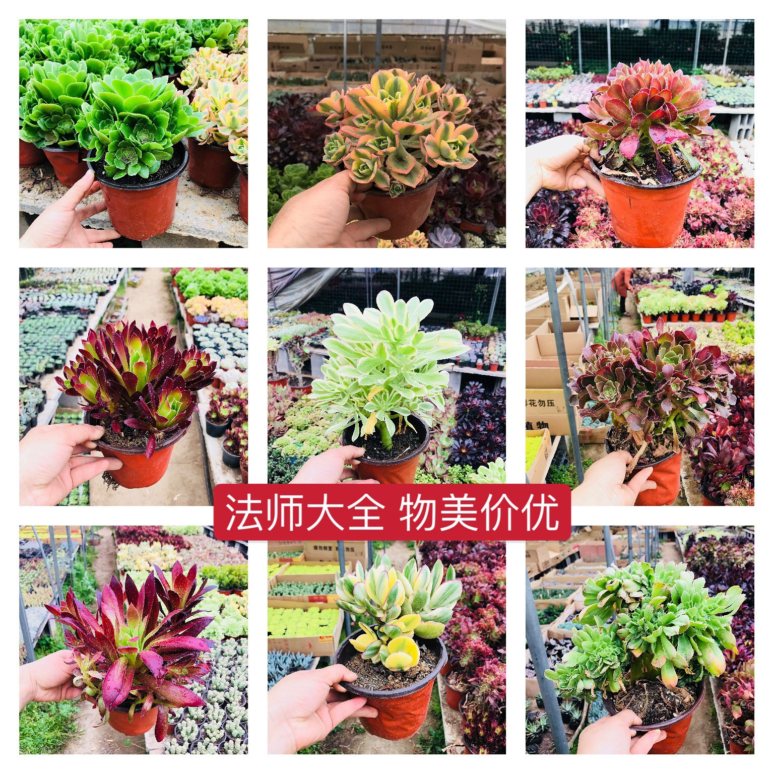 Оптовая суккулент Маг маленький горшок медный горшок Маг Шао стыд черный маг офисный Настольный суккулент